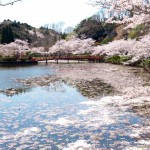 Những điểm ngắm hoa anh đào đẹp nhất tại Nhật