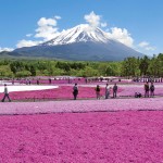 Những lễ hội hoa xuân không nên bỏ lỡ tại Nhật