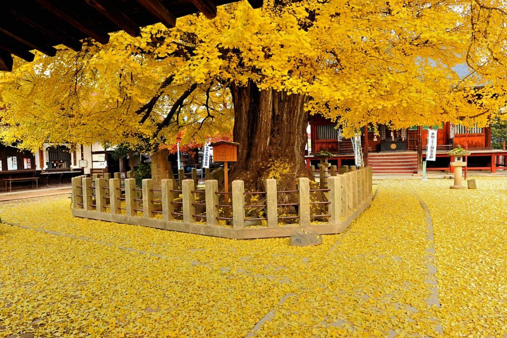 Gốc cây icho mùa thu (https://matome.naver.jp) 