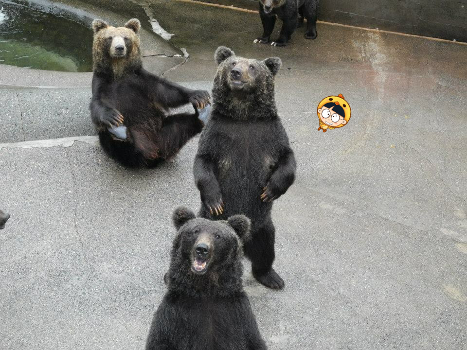 Các chú gấu đang đứng đợi du khách cho thức ăn