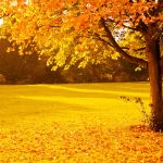 Những từ vựng và thành ngữ tiếng Nhật về mùa thu